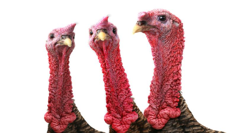 Ventilation System Clears the Air in Turkey Farm