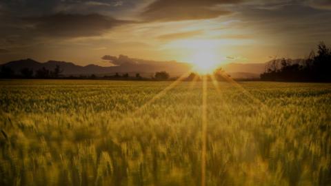 Solar energy [illustrated by photo of sun in field]