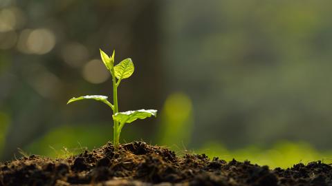 Jeune plante à la lumière du matin