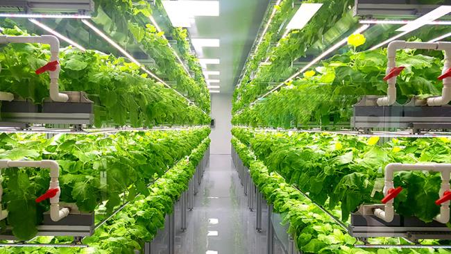 Vertical farming facility