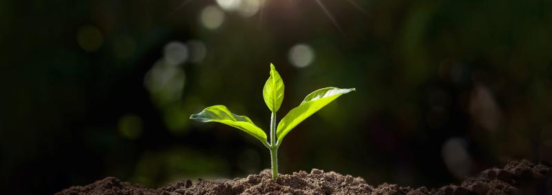 Plant growing in soil